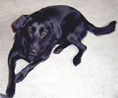 Image: Ross' dog Kia