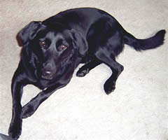 Image: Ross' dog Kia